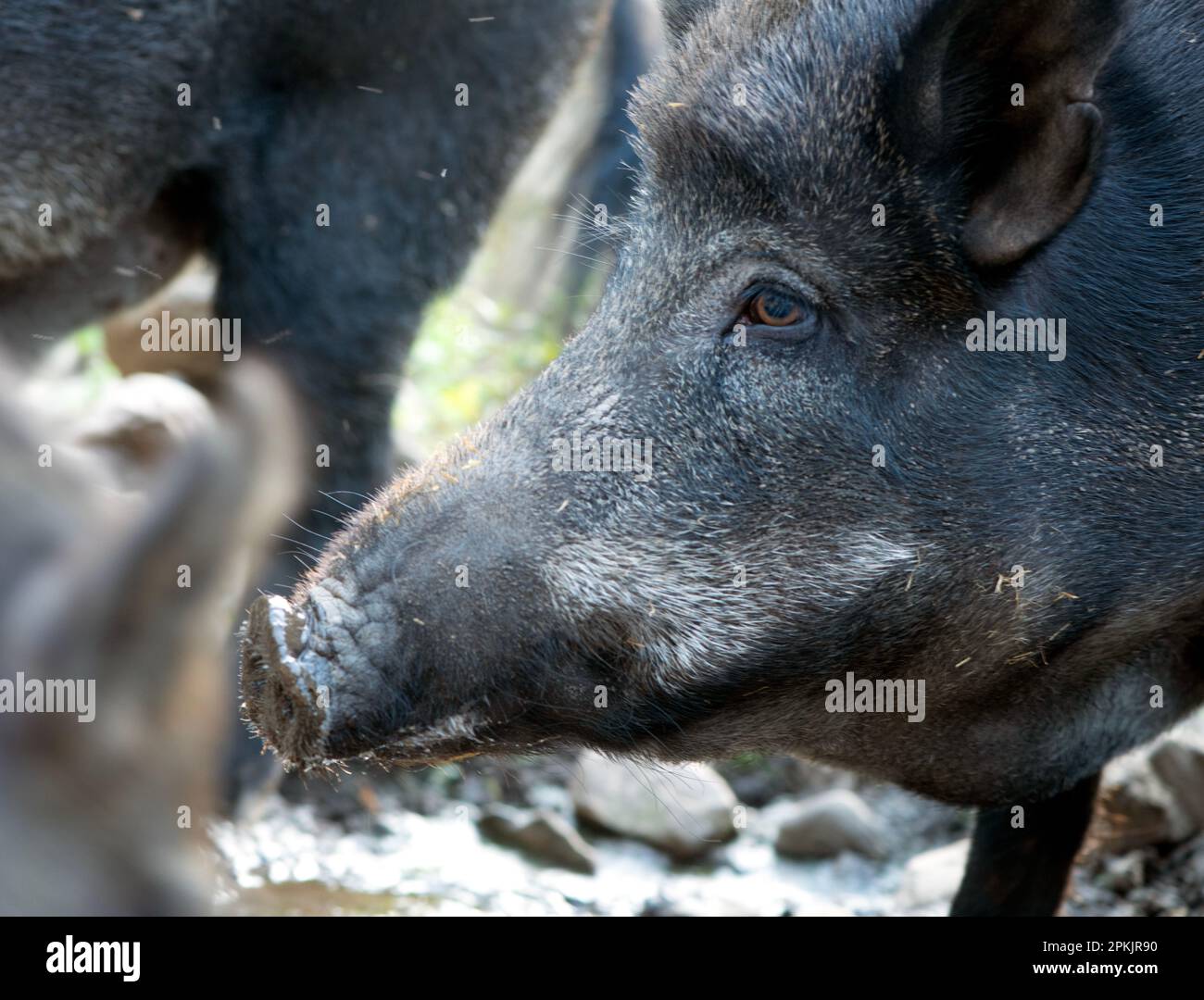 Le sanglier (Sus scrofa) Banque D'Images