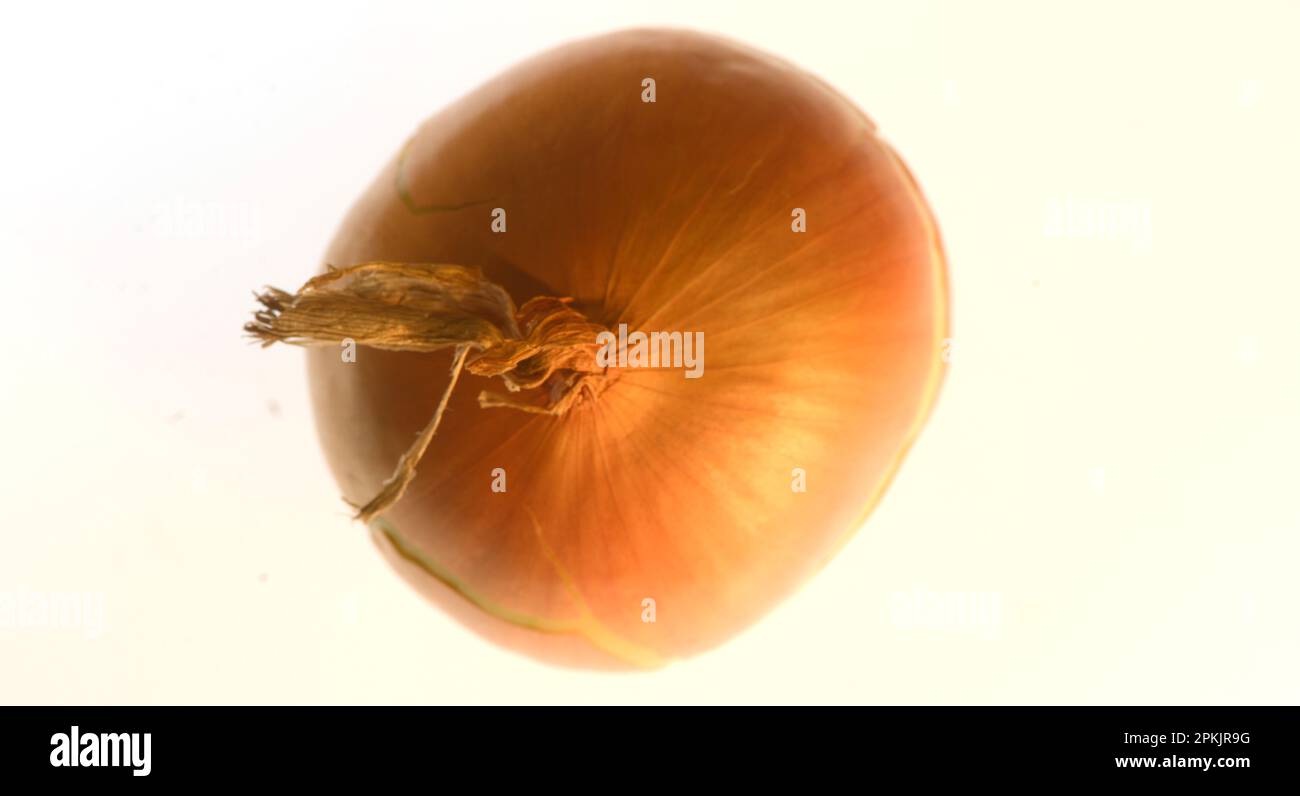 Oignon, Allium, lcpe L., lcpe, bulbe d'oignon, oignon commun, Banque D'Images