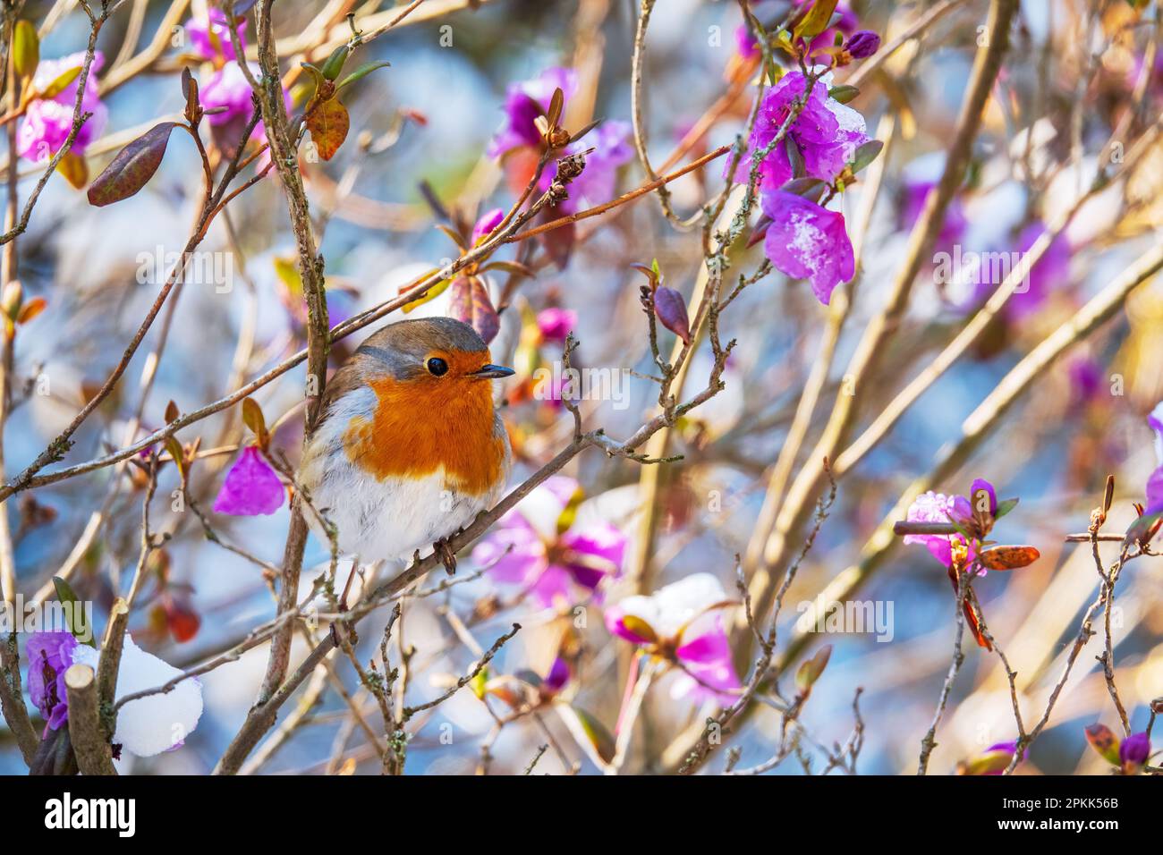 Joli oiseau de robin sur le rhododendron en fleur. Petit oiseau assis sur l'arbre avec des fleurs colorées Banque D'Images