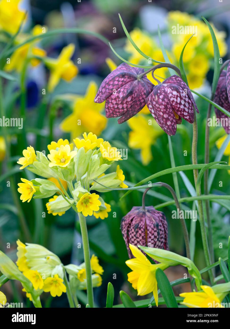 Fritilaria meleagris - tête de serpent Fritillary et cowslips Primula veris mi-avril Norfolk Banque D'Images