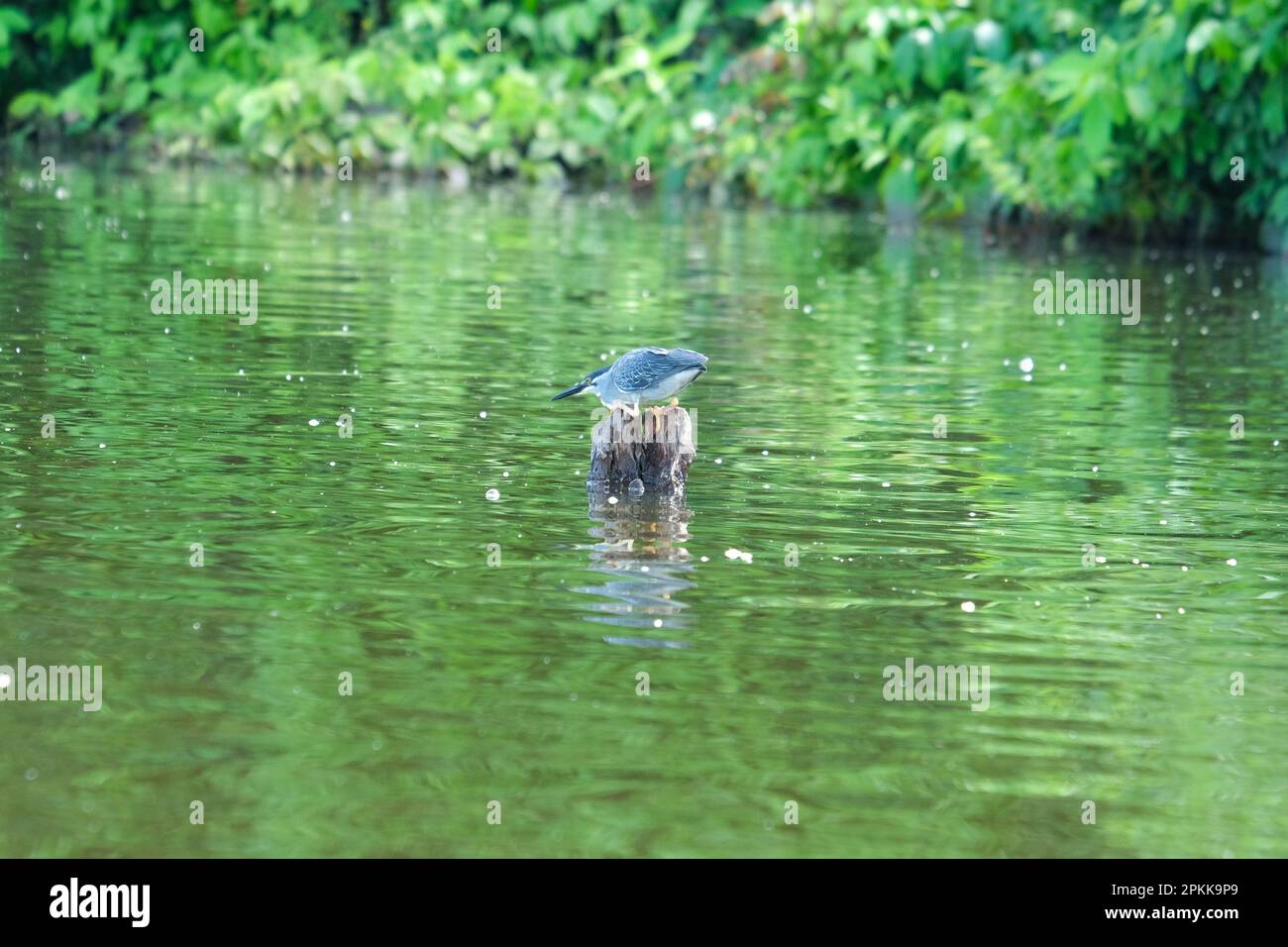 Ardeidae oiseau se prêtant sur l'eau au lac Sandoval. Oiseau d'héron regardant sa chasse à l'eau. Oiseau en position de chasse. Photographie métaphorique axée sur les objectifs Banque D'Images
