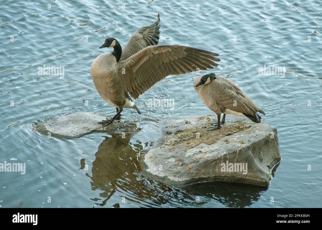 Bernache du Canada, paire jumelée, rivière Crooked, Oregon Banque D'Images