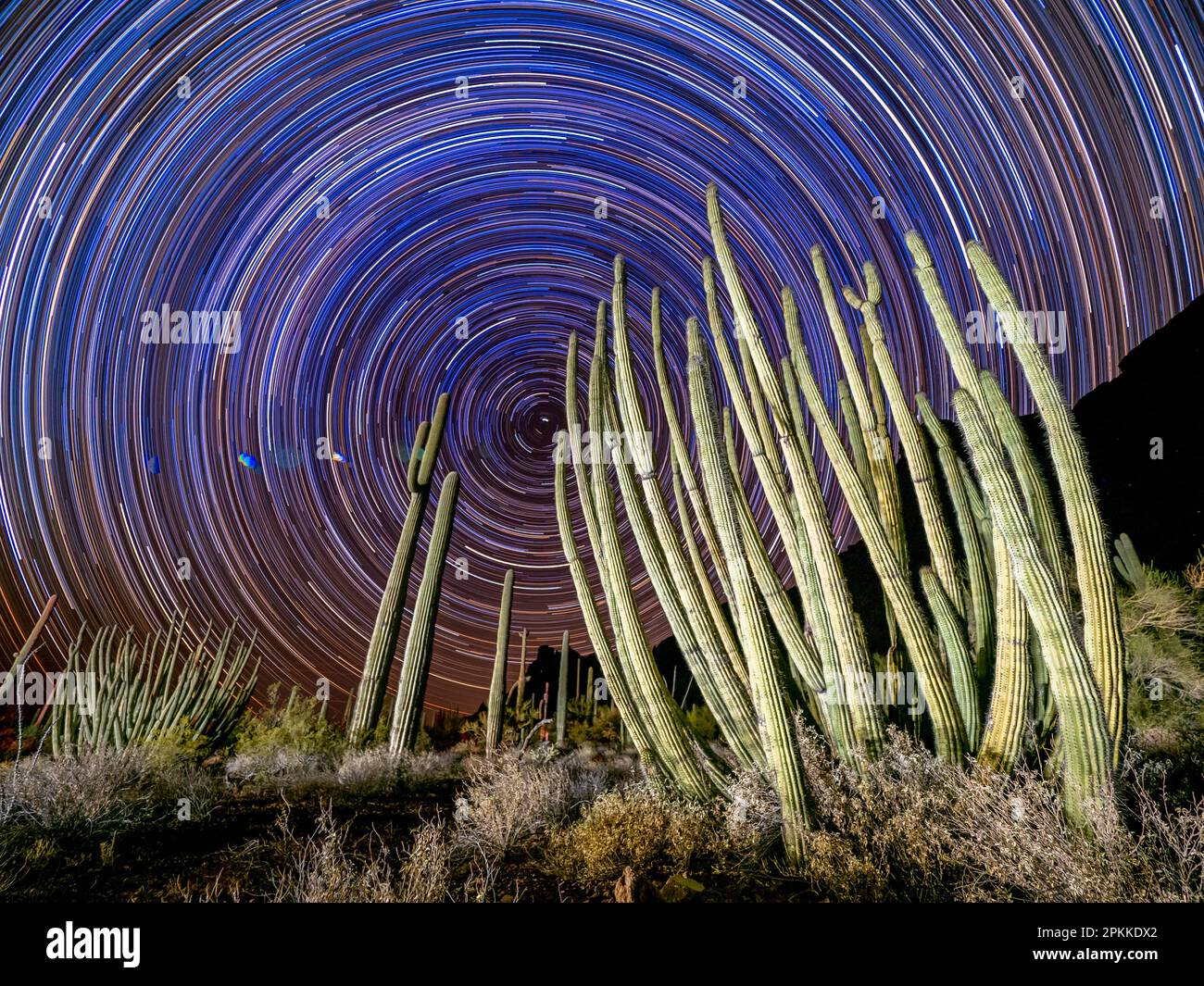 Cactus de pipe d'orgue (Stenocereus thurberi), la nuit dans le monument national de Cactus de pipe d'orgue, désert de Sonoran, Arizona Banque D'Images