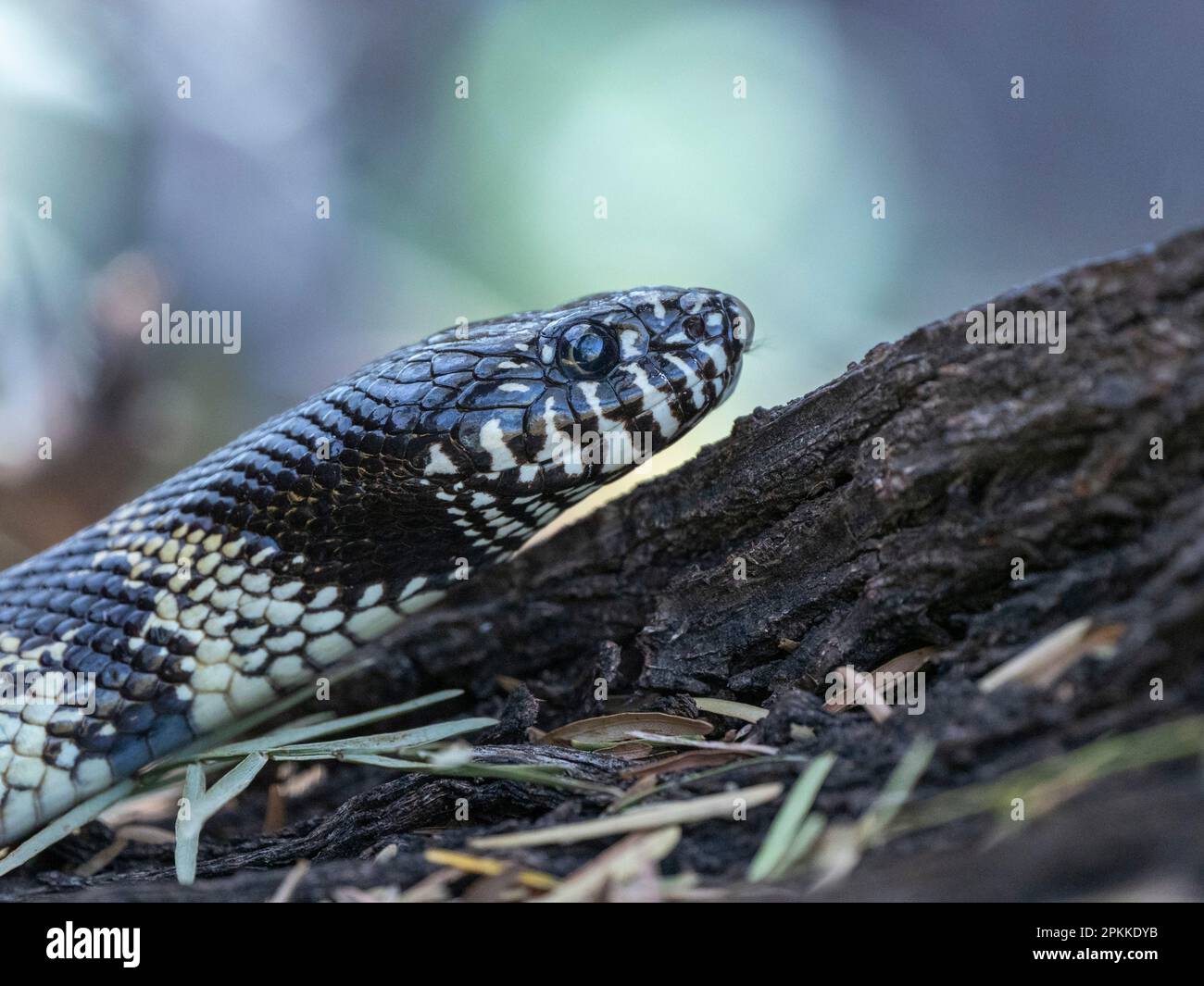 Serpent roi de Californie adulte (Lampropeltis californiae), Thong Chul, Tucson, Arizona, États-Unis d'Amérique, Amérique du Nord Banque D'Images