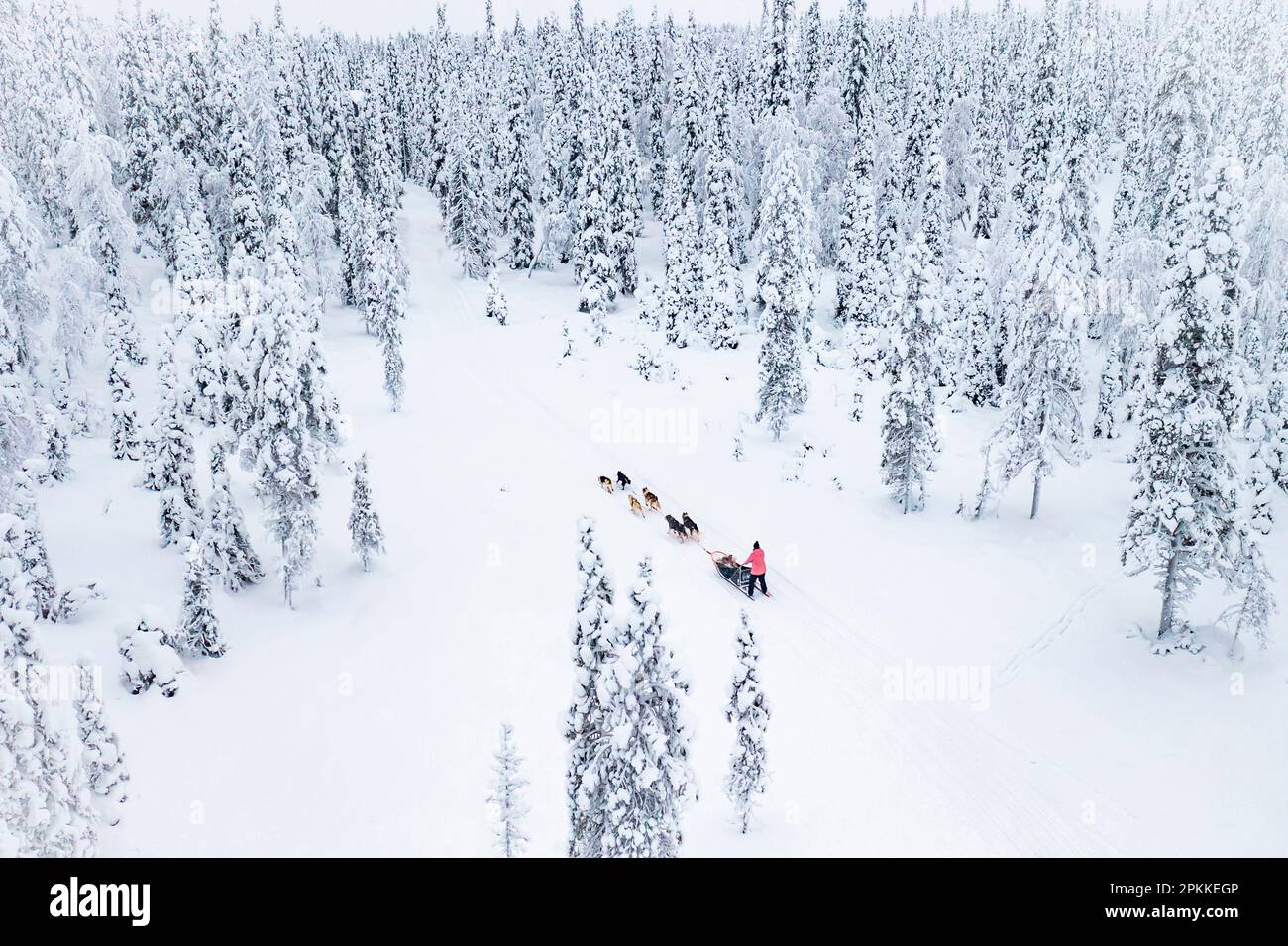 Vue en grand angle du traîneau à chiens dans la forêt enneigée blanche, Laponie, Finlande, Europe Banque D'Images