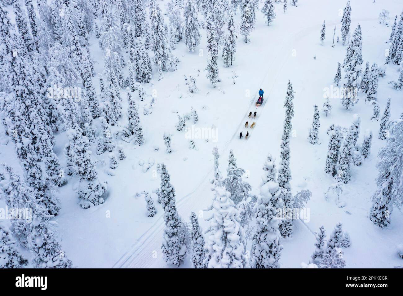 Vue aérienne des touristes traîneau à chiens dans la forêt enneigée, Laponie, Finlande, Europe Banque D'Images