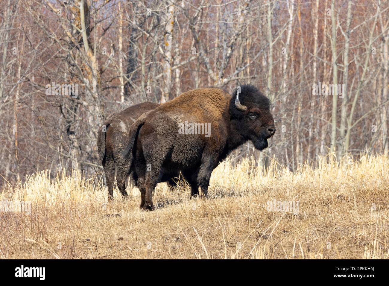 bison dans le parc national de l’île d’elk en alberta canada Banque D'Images