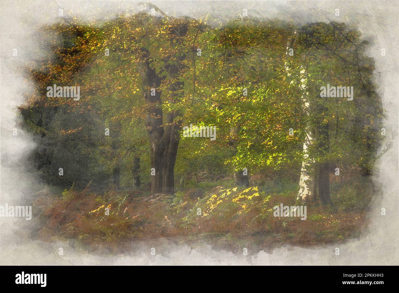 Peinture numérique à l'aquarelle d'arbres d'automne automnaux dorés et de feuilles à Birches Valley, Cannock Chase, Staffordshire, Royaume-Uni. Banque D'Images