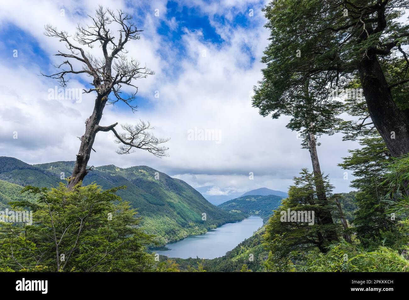 Lac Tree and Tquinquilco, parc national de Huerquehue, Pucon, Chili, Amérique du Sud Banque D'Images