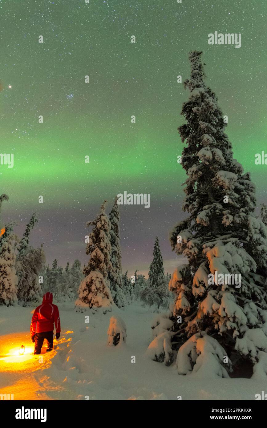Homme avec lanterne parmi les arbres couverts de neige appréciant les lumières vertes des aurores boréales (Aurora Borealis), parc national de Pallas-Yllastunturi Banque D'Images