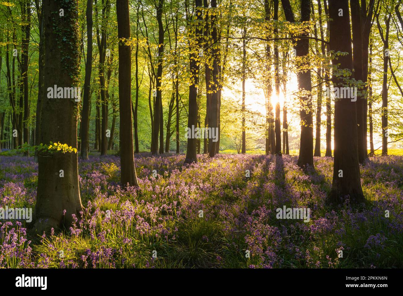 Soleil du soir se diffusant dans une forêt de bluebell au printemps, West Woods, Wiltshire, Angleterre, Royaume-Uni, Europe Banque D'Images