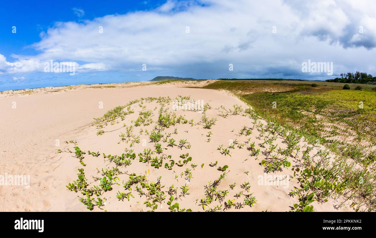 Plage littoral tropical sable dunes plantes lointain océan horizon paysage pittoresque. Banque D'Images