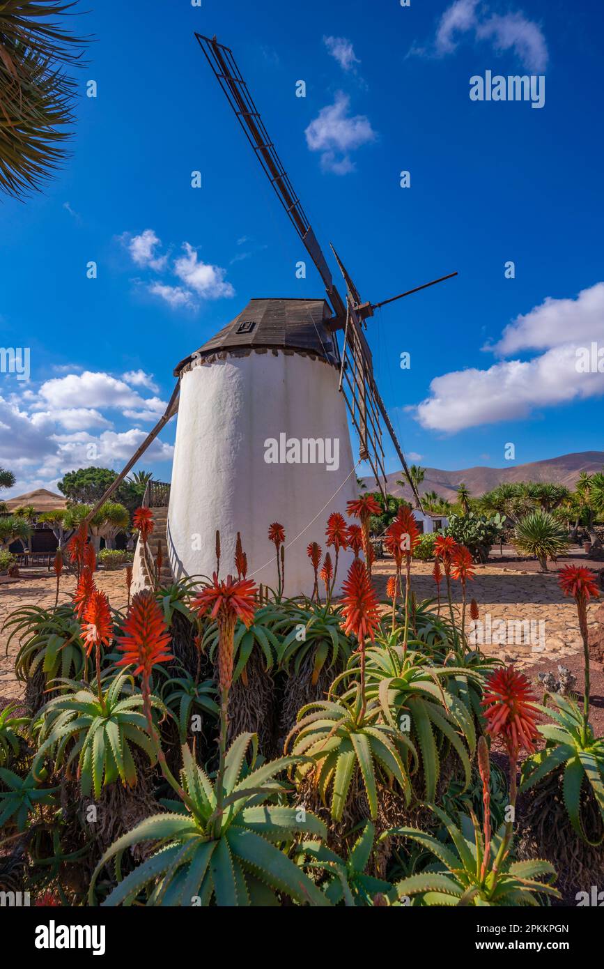 Vue sur le moulin à vent traditionnel, Musée (Museo) del Queso Majorero, Antigua, Fuerteventura, îles Canaries, Espagne, Atlantique, Europe Banque D'Images