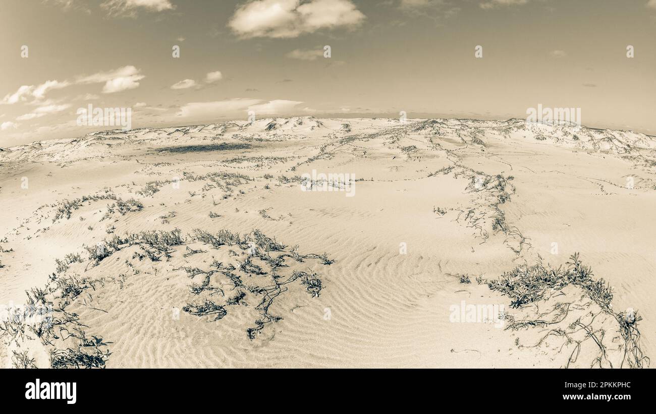 Plage littoral tropical sable plante textures dunes pittoresque sepia paysage vintage. Banque D'Images