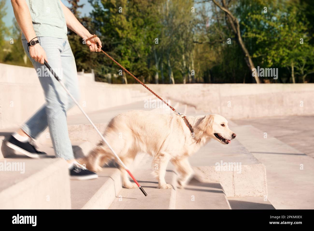 Chien-guide aidant personne aveugle avec de longues cannes descendant des escaliers à l'extérieur Banque D'Images