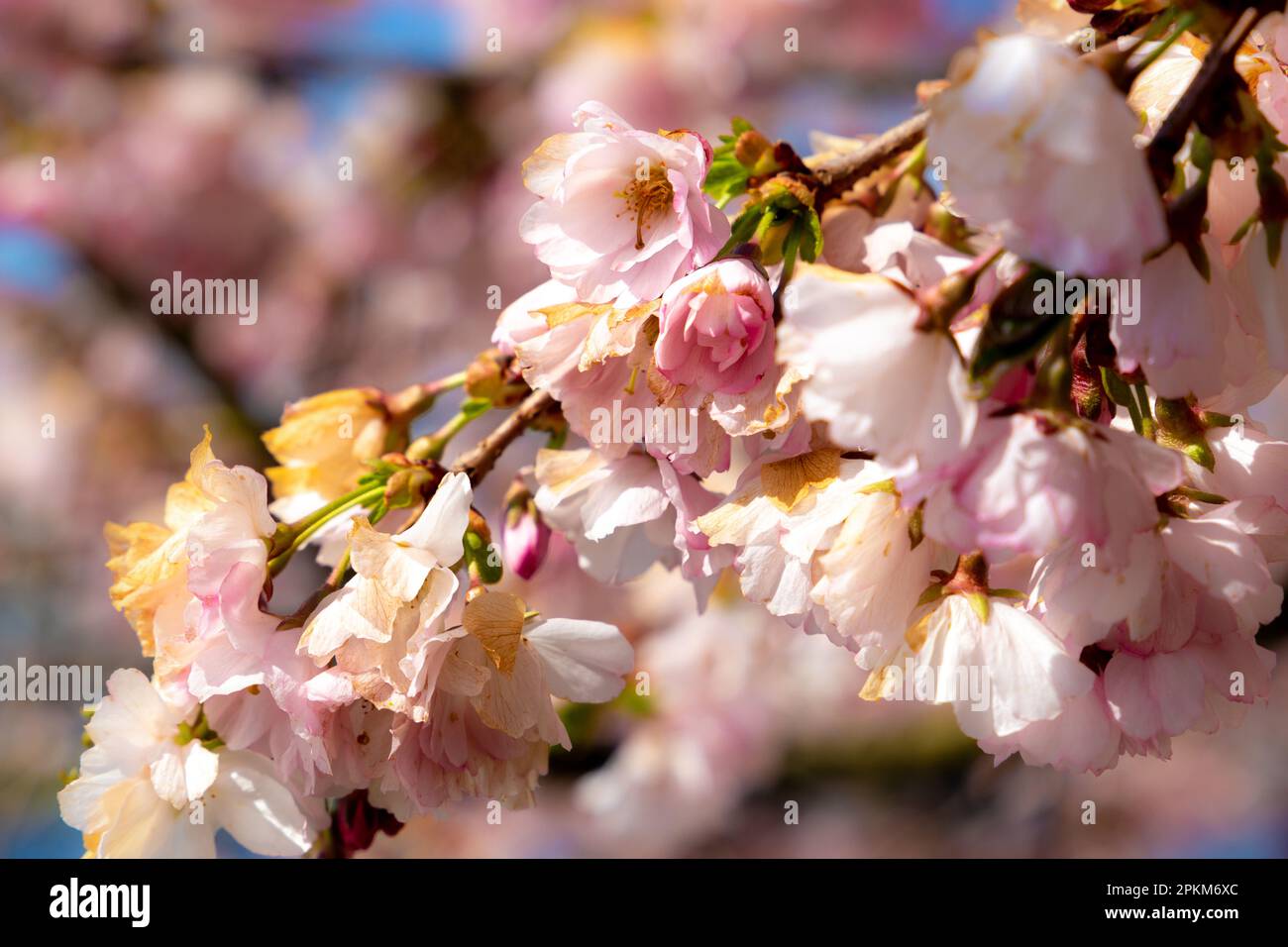 Fleurs de cerisier roses le jour du printemps Banque D'Images