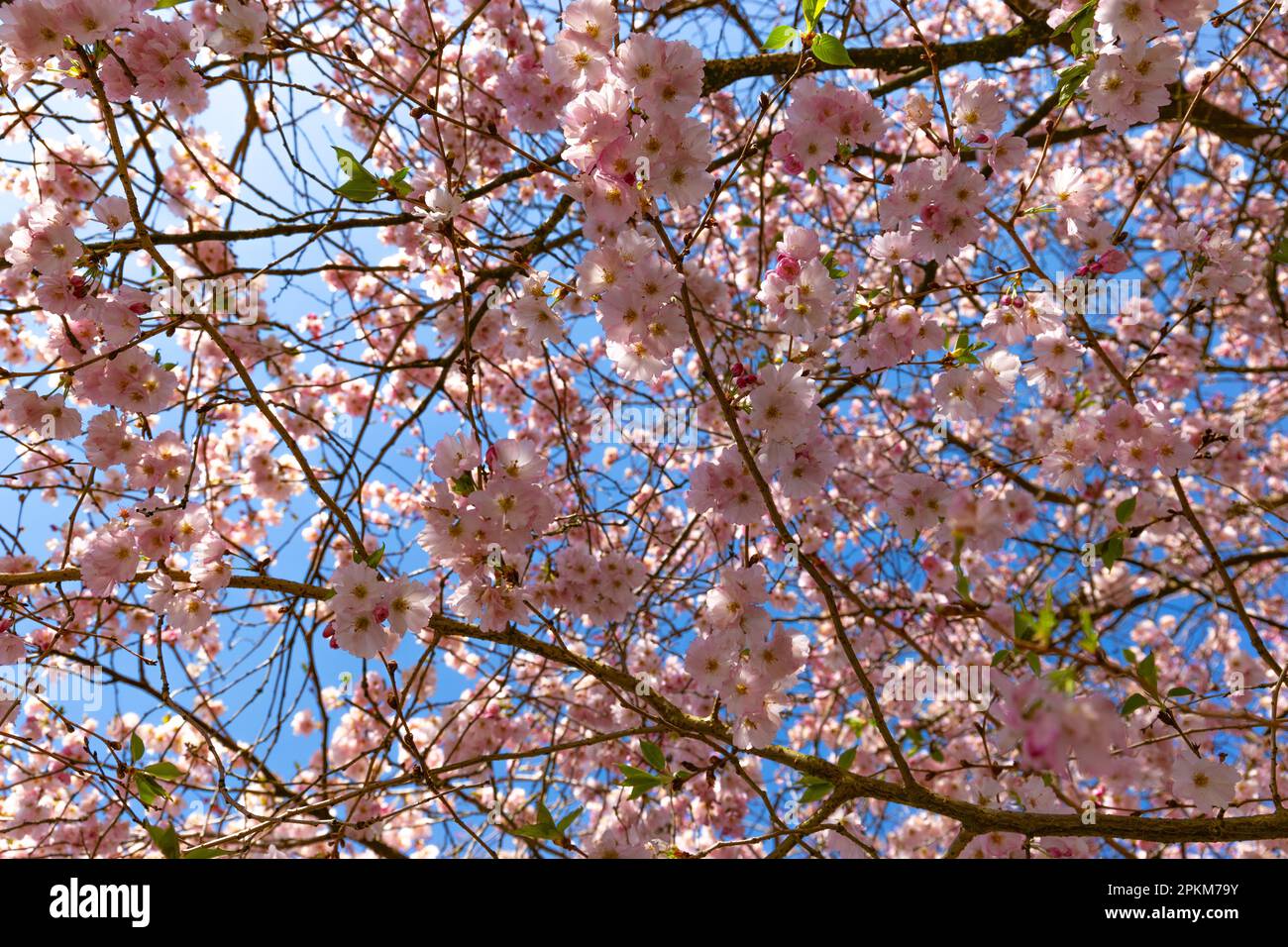 Fleurs de cerisier roses le jour du printemps Banque D'Images