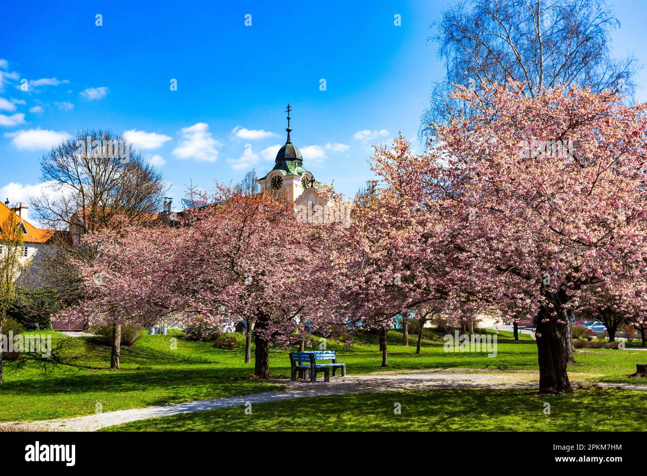 Fleurir les cerisiers dans la petite ville de Tyn nad Vltavou, en Tchéquie. Banque D'Images