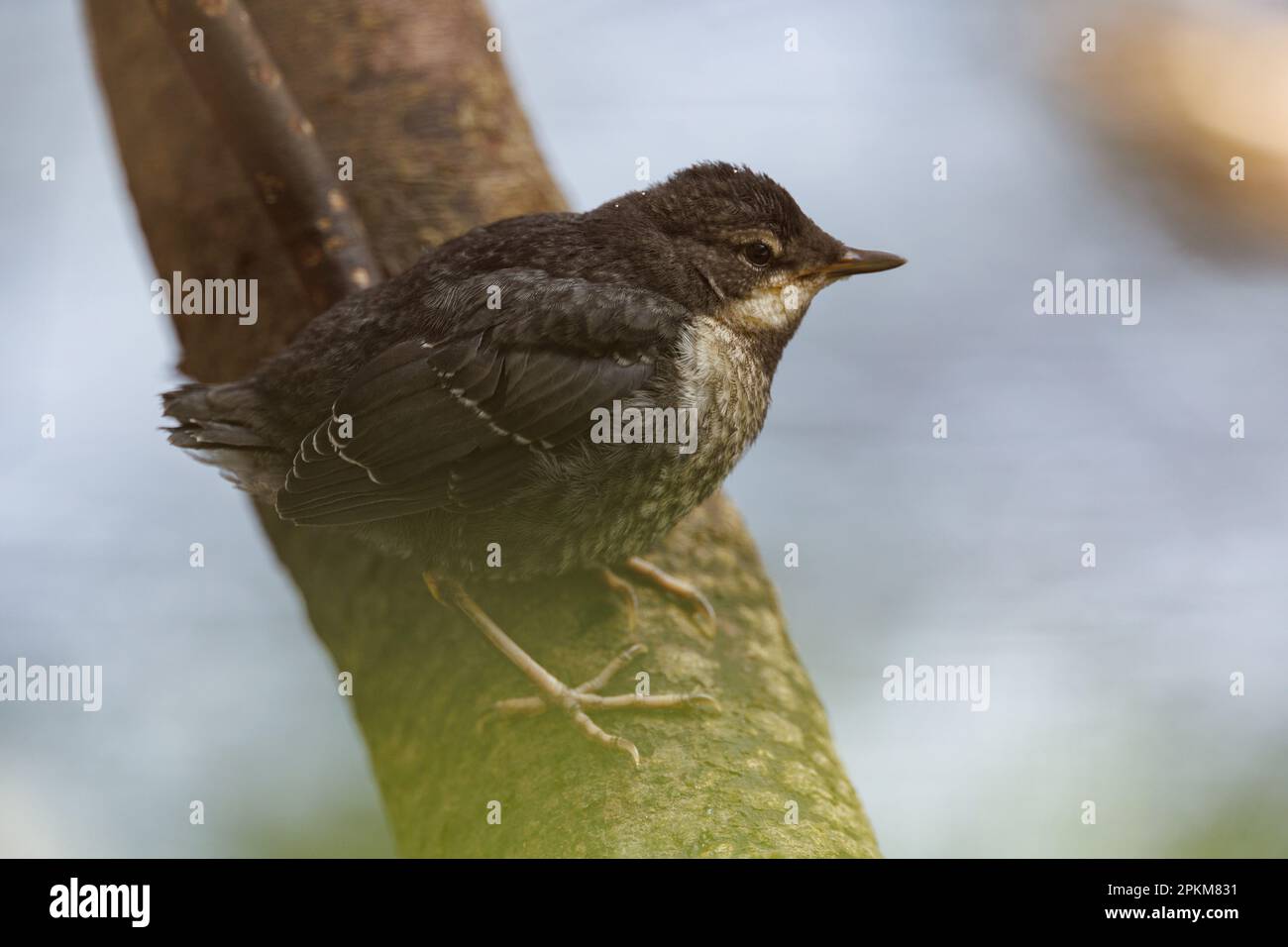 Dipper Chicks Fledge on Easter Saturday at River Usk, Crickhowell, Royaume-Uni, 8th avril 2023 (photo de Thomas Winstone/News Images) Banque D'Images