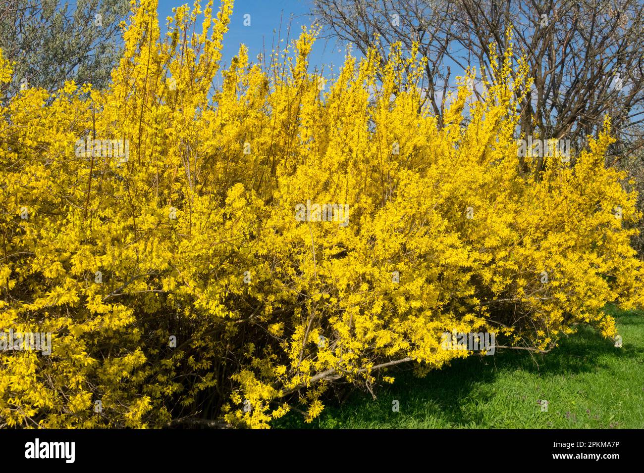 Arbustes Forsythia Hedge Garden Border Edge Forsythia Bush floraison arbustes de printemps Forsythia Hdge Blooming Yellow Forsythia x Intermedia April Plant Banque D'Images
