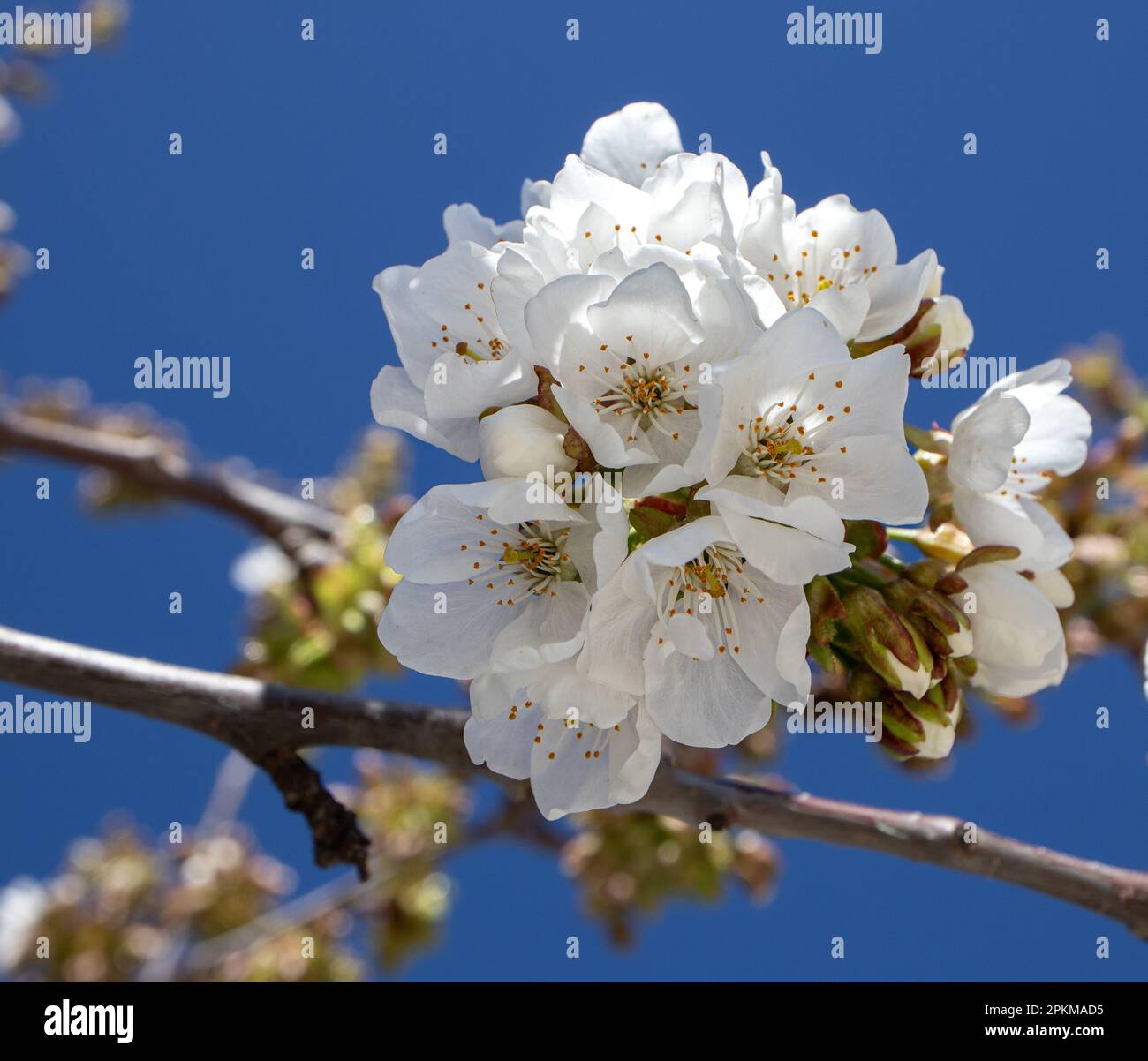 Primaire plano de las hermoses flores de cerezo Banque D'Images