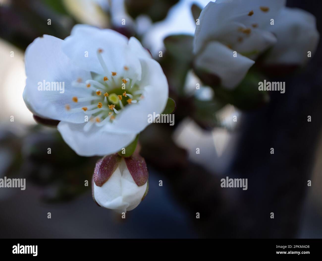 Primaire plano de las hermoses flores de cerezo Banque D'Images