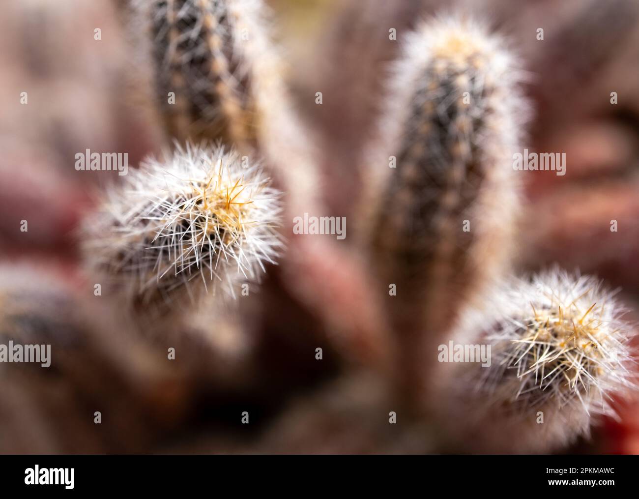 Enfoque selectivo en esta fotografía macro de los extremos de las hojas de cactus Banque D'Images