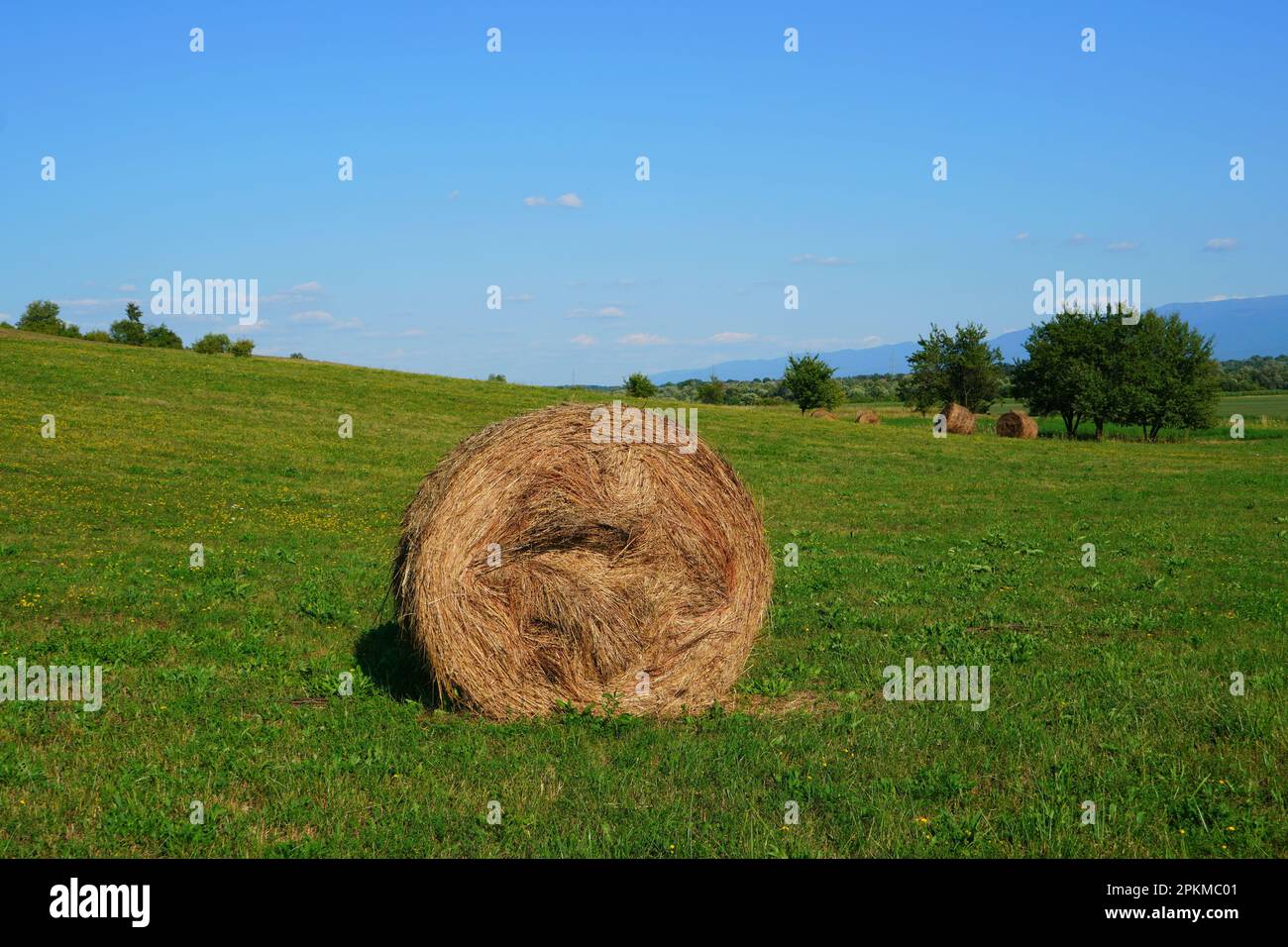 Vue latérale rapprochée de la balle de foin sur champ de foin vert tondu avec quelques autres balles de foin et des arbres au loin et ciel bleu clair dans la campagne sur su Banque D'Images