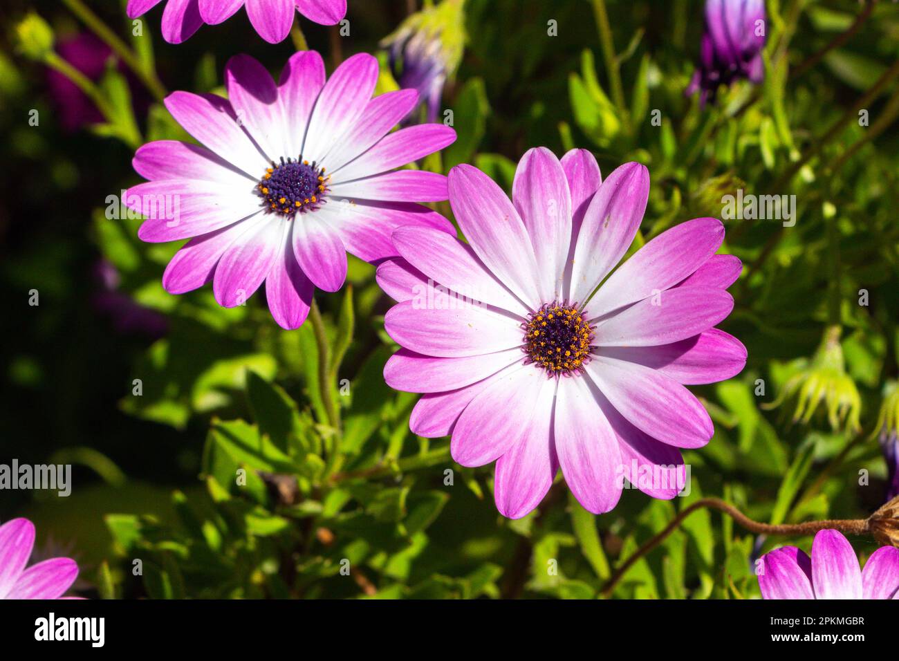 Marguerite africaine Osteospermum ecklonis fleurs rose blanc Banque D'Images