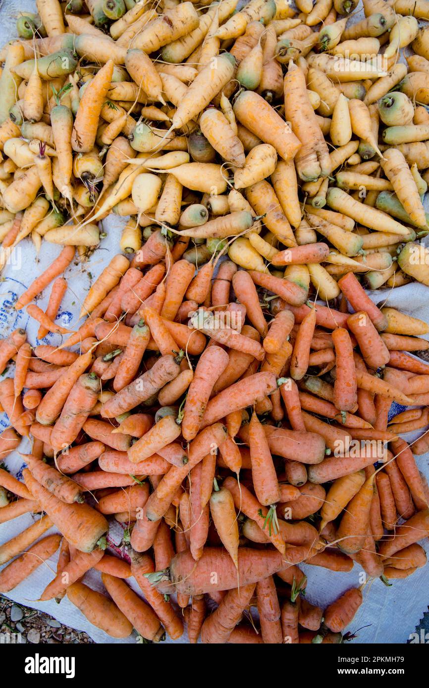 Des tas de carottes orange et jaune sur un marché berbère Banque D'Images