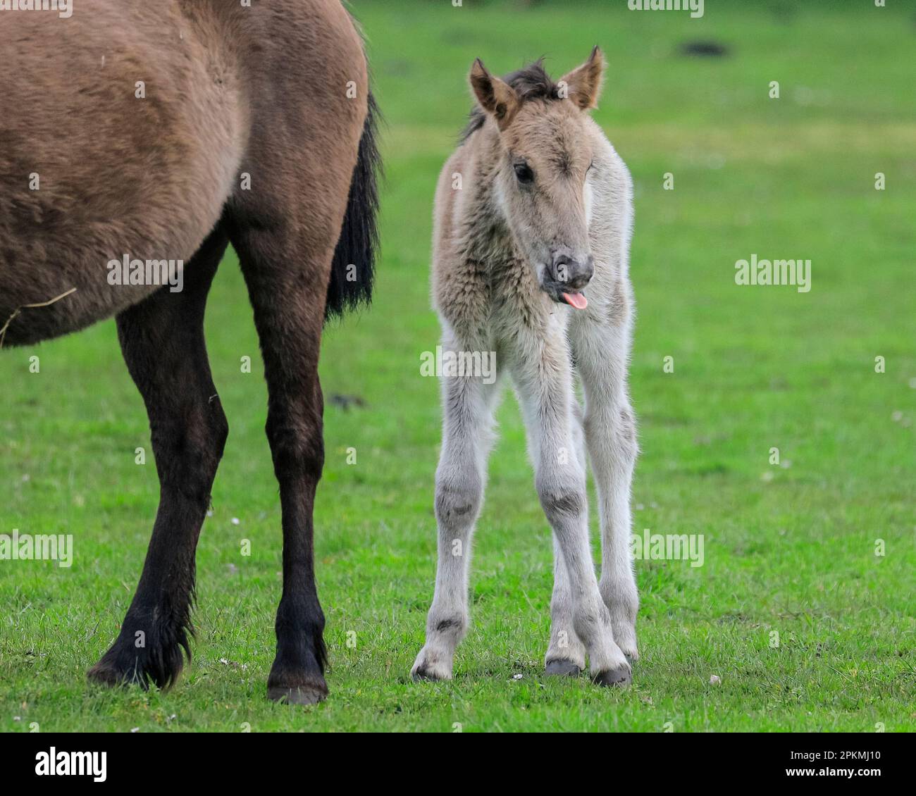 Merfelder Bruch, Dülmen, Allemagne. 08th avril 2023. Un petit foal se tient avec sa mère dans l'herbe. Le Dülmener (ou poneys sauvages de Dülmen) est une race classée comme gravement menacée d'extinction. Un troupeau de plus de 350 personnes vit dans des conditions de vie dans une zone d'environ 3,5 km2 dans le Merfelder Bruch, près de la ville de Dülmen, NRW. Ils sont laissés pour trouver leur propre nourriture (complétée avec du foin en hiver) et abri, et ne sont pas contrôlés par un vétérinaire, favorisant la force de la race. Credit: Imagetraceur/Alamy Live News Banque D'Images