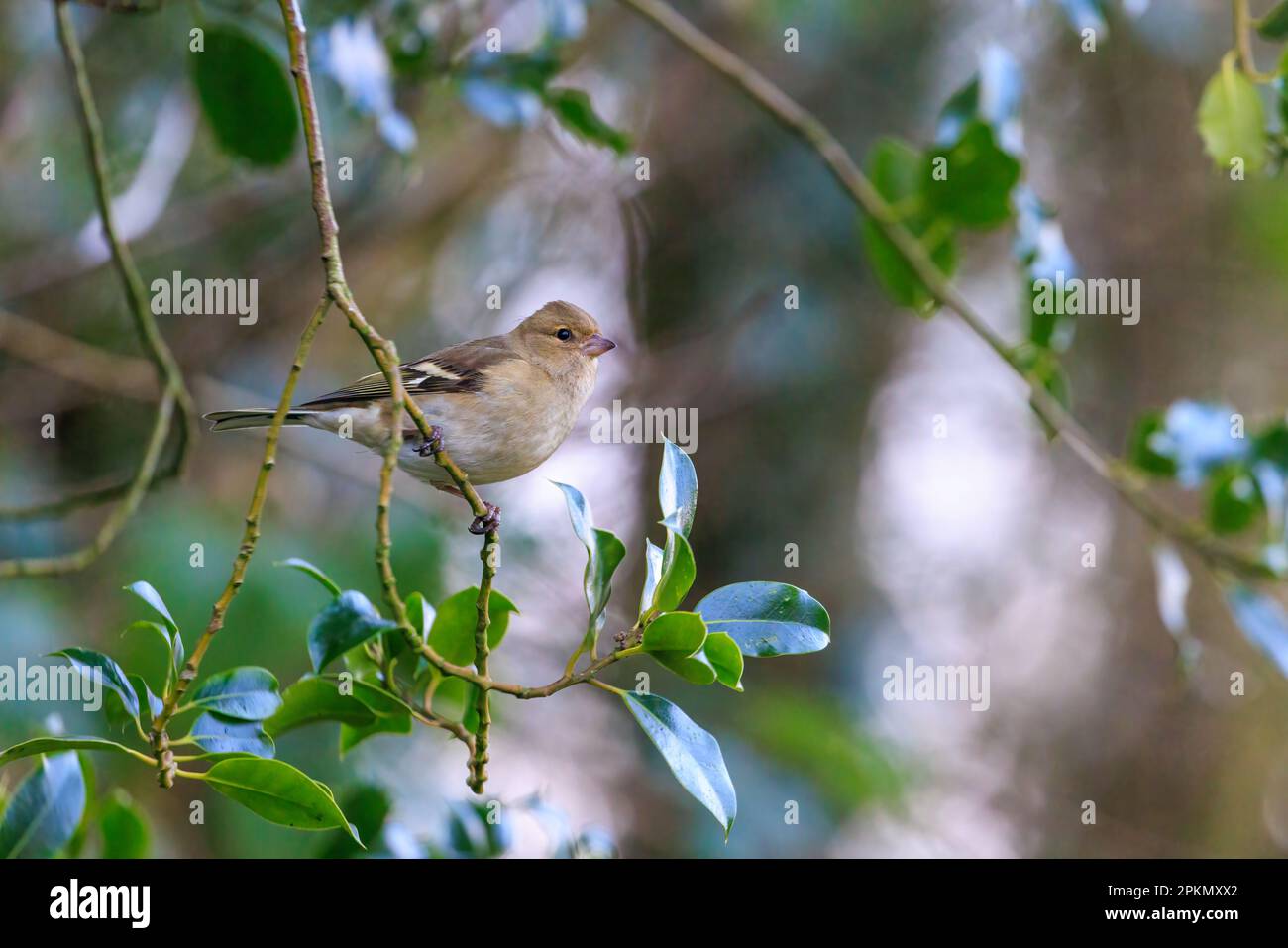 Chaffinch [ Fringilla coelebs ] oiseau femelle dans un arbuste avec des hoghLights de bokeh en arrière-plan Banque D'Images