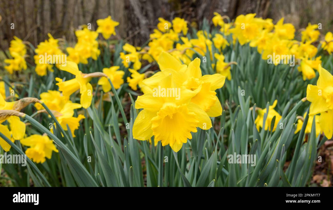 Vue panoramique sur les jonquilles des bois qui grandissent au printemps en gros plan Banque D'Images