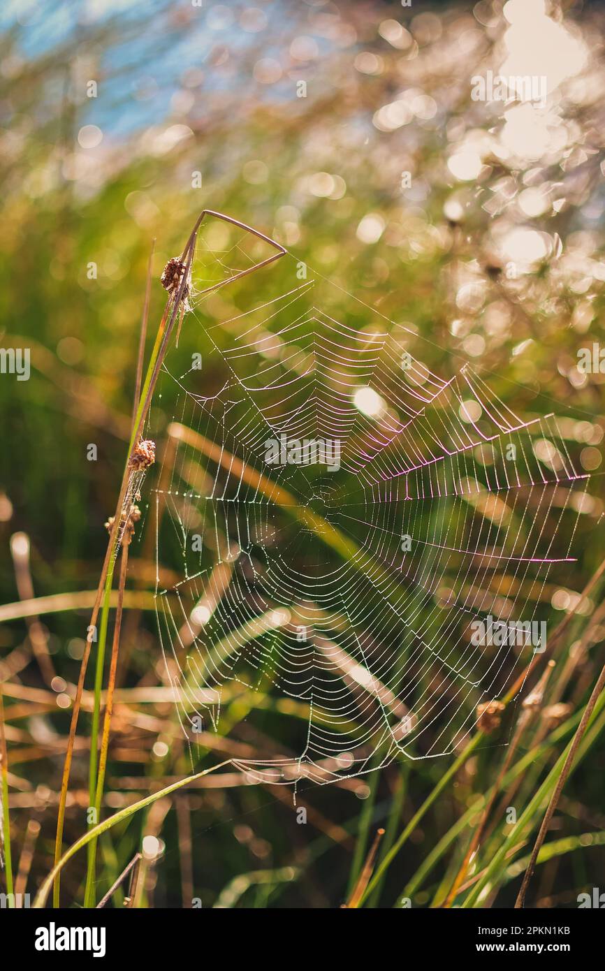 Matin d'été frais et frais. Toile d'araignée parmi l'herbe verte. Photo avec une faible profondeur de champ avec un effet abstrait. Banque D'Images
