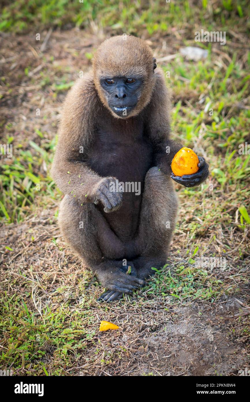 Singe Howler rouge (Alouatta seniculus) sur l'île de los Monos à Iquitos, Pérou Banque D'Images