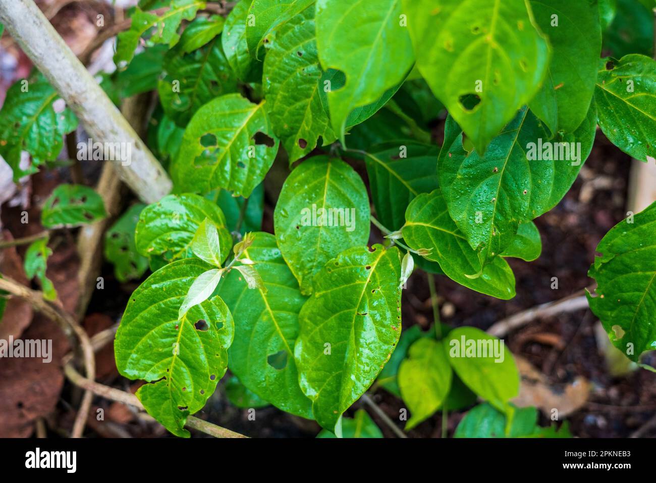L'ayahuasca (Banisteriopsis caapi) est une plante bouillie et distillée utilisée dans la pratique sacrée et rituelle dans le bassin de l'Amazone Banque D'Images