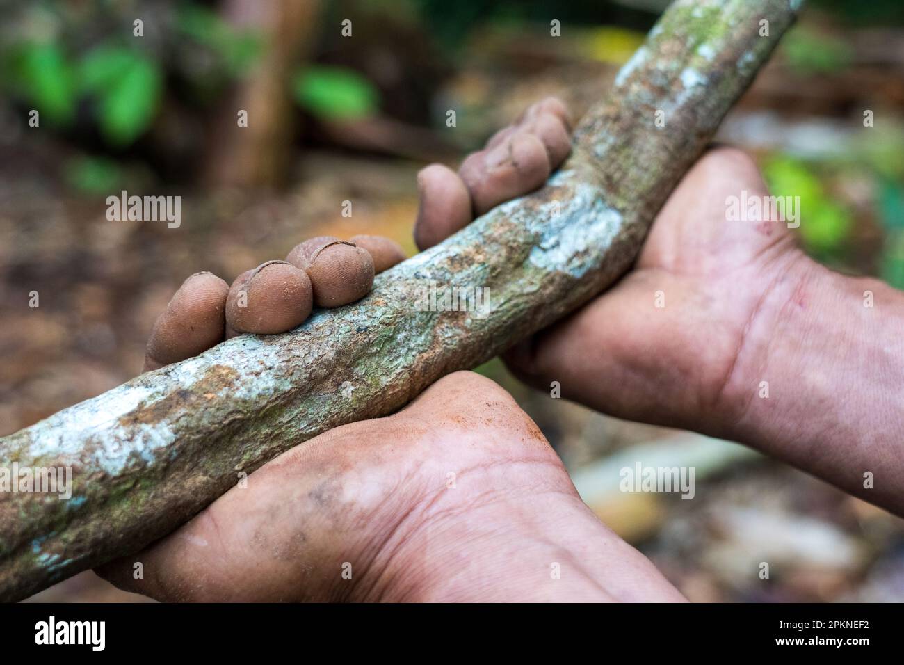 L'écorce d'ayahuasca et les feuilles (Banisteriopsis caapi) sont déstructurées bouillies et distillées pour une utilisation dans la pratique sacrée et rituelle dans le bassin de l'Amazone Banque D'Images