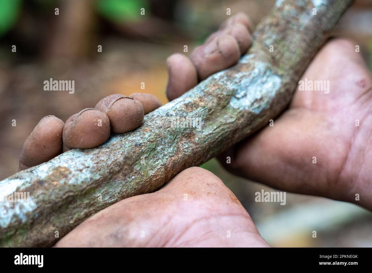L'écorce d'ayahuasca et les feuilles (Banisteriopsis caapi) sont déstructurées bouillies et distillées pour une utilisation dans la pratique sacrée et rituelle dans le bassin de l'Amazone Banque D'Images
