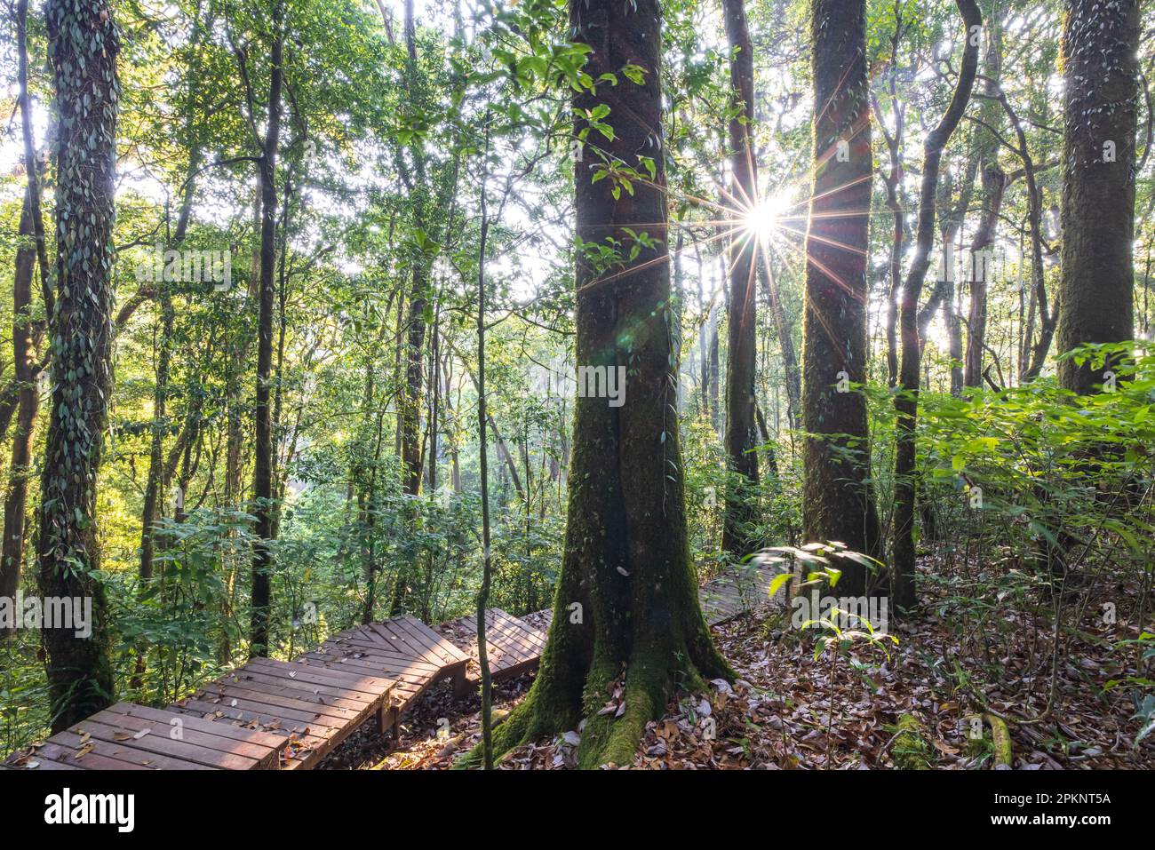 Une promenade en teck vide à côté de grands arbres dans la forêt nuageuse un matin d'été. Doi Inthanon National Park, Chiang Mai, Thaïlande. Banque D'Images Une promenade en teck vide à côté de grands arbres dans la forêt nuageuse un matin d'été. Doi Inthanon National Park, Chiang Mai, Thaïlande. Banque D'Images