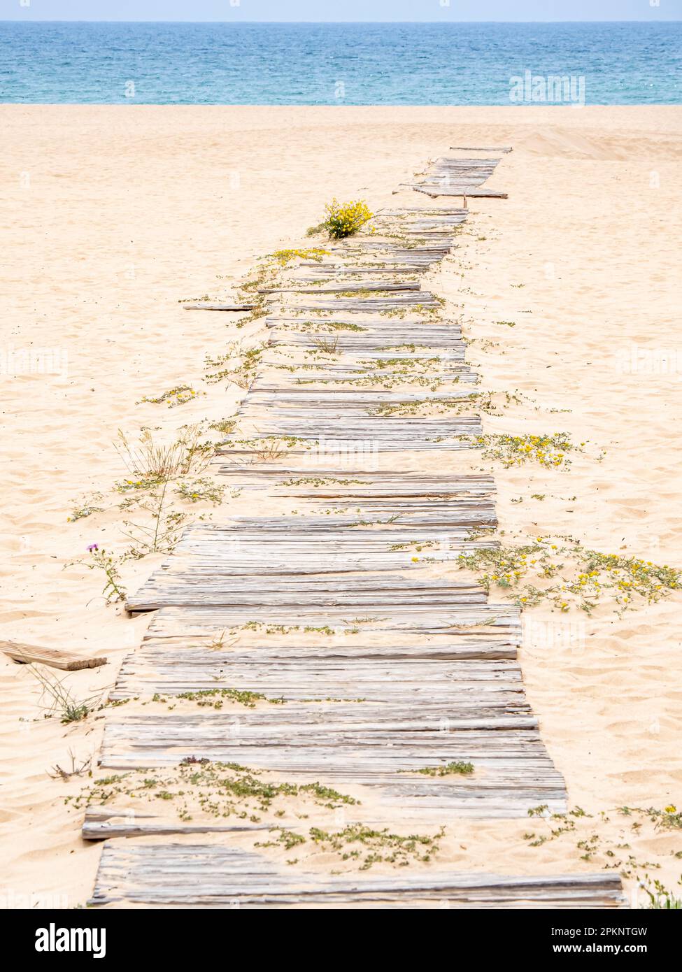 Passerelle surpassée avec des planches blanchies au soleil qui s'accrochent à travers le sable, flanquée de fleurs sauvages surcultivées, menant à la vaste étendue. Banque D'Images