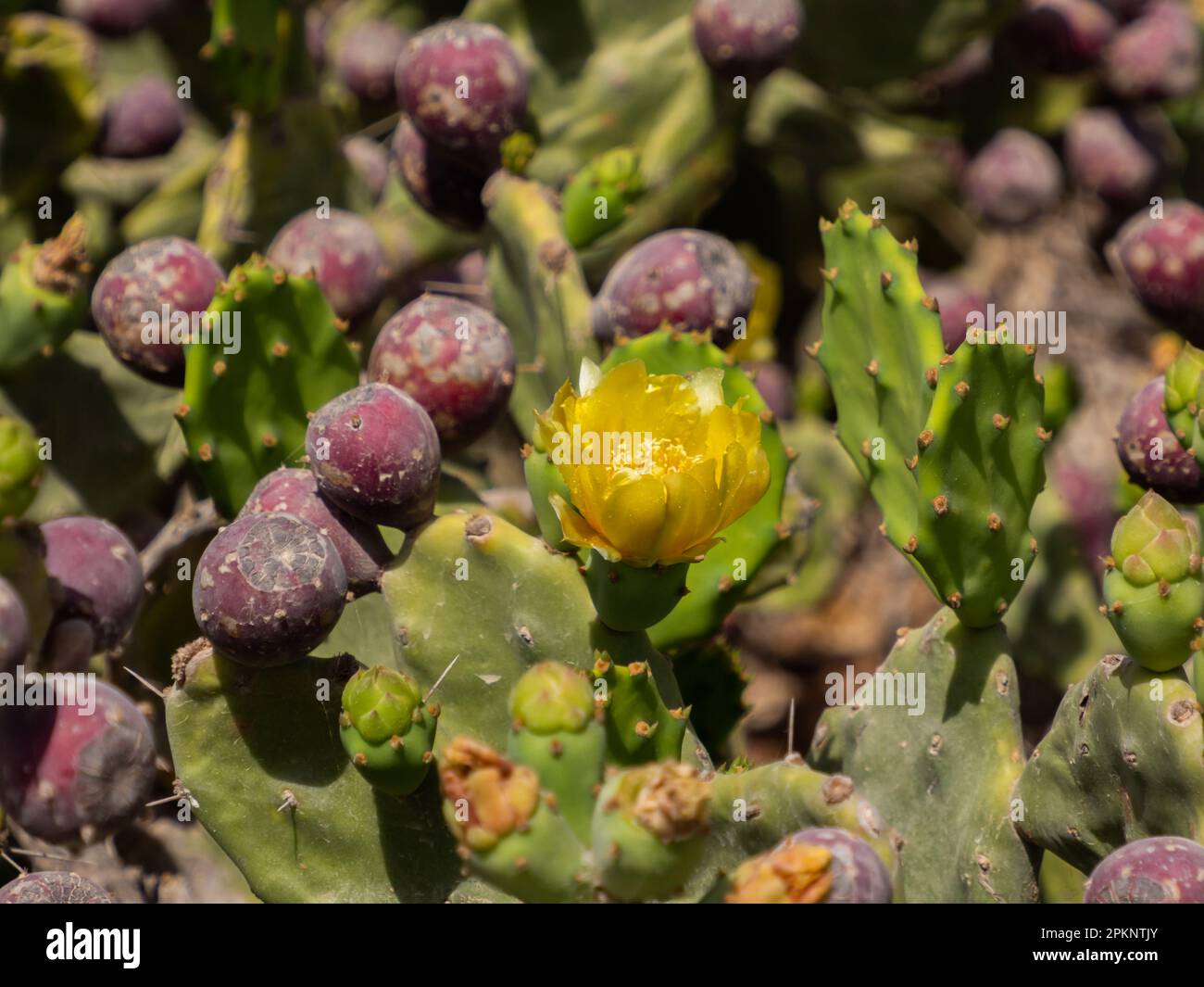 Fruits et fleurs de la figue opuntia (poire pirickly, ficus-indica, figue indienne) est une espèce de cactus cultivée principalement comme une récolte de fruits, et aussi pour le v Banque D'Images