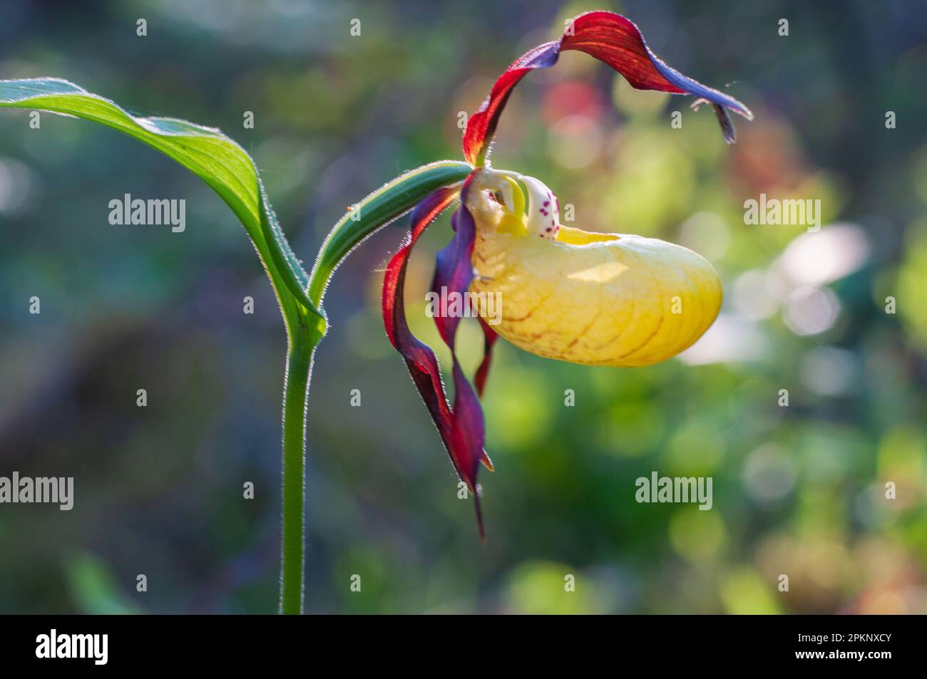 Rare et belle orchidée-slipper Cypripedium calceolus avec des pétales longs et tordus rouges-bruns et un jaune en forme de slipper. Banque D'Images