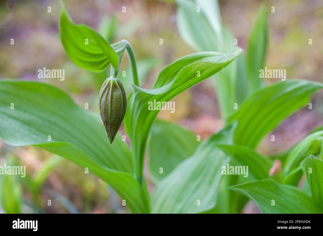 Rare et belle orchidée à lamelles Cypripedium calceolus avec une fleur non ouverte. Bourgeon floral de Cypripedium calceolus. Banque D'Images