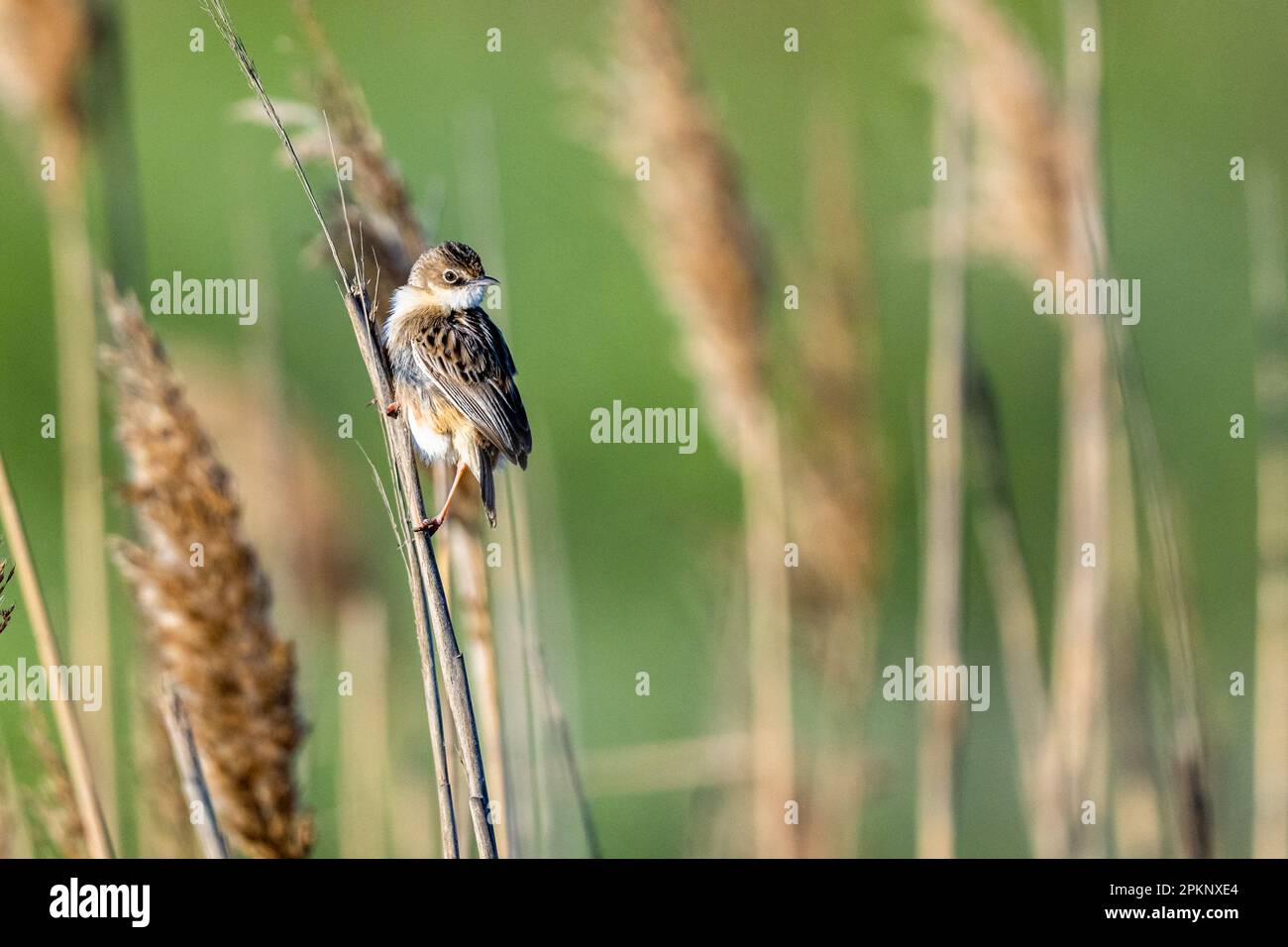 Zitting Cisticola, Paruline à queue de Fantail striée, Cisticola juncidis Banque D'Images