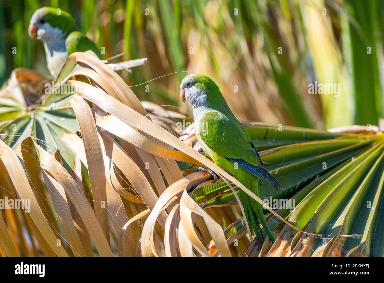 Monk parakeet, Myiopsitta monachus, Malaga, Espagne. Banque D'Images