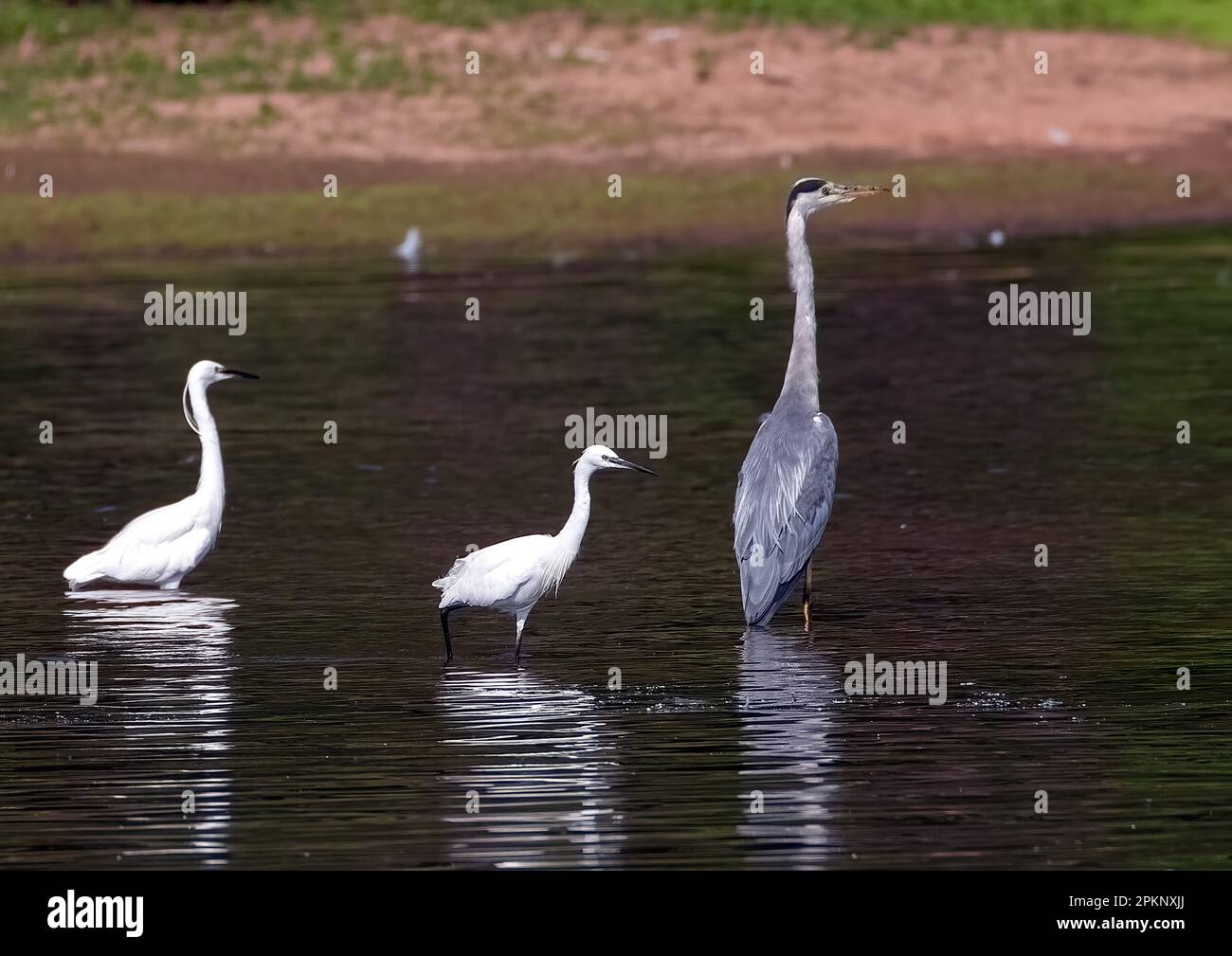 Heron gris et Little Egret Banque D'Images