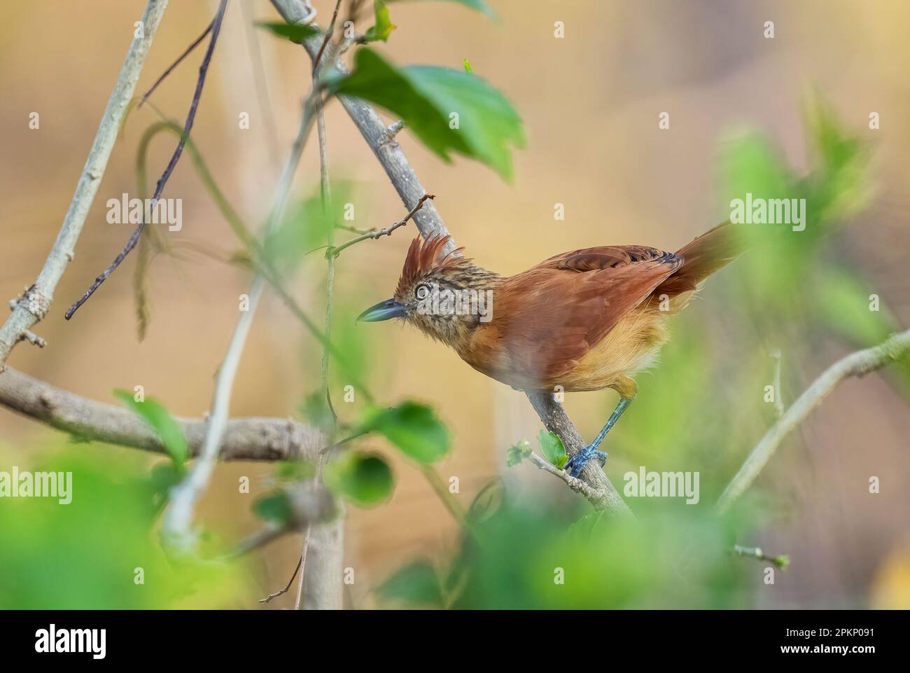 Antshirke barré - Thamnophilus doliatus, beau petit oiseau perching de l'Amérique latine bois, forêts et jardins, Cambutal, Panama. Banque D'Images