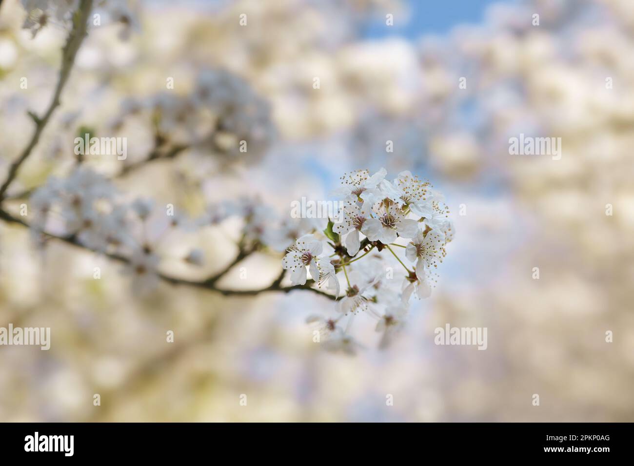 Fleurs blanches sur une branche d'un prunier sauvage dans le jardin ou le parc, carte de vœux de vacances de printemps comme Pâques ou Fête des mères, arrière-plan flou, copie Banque D'Images