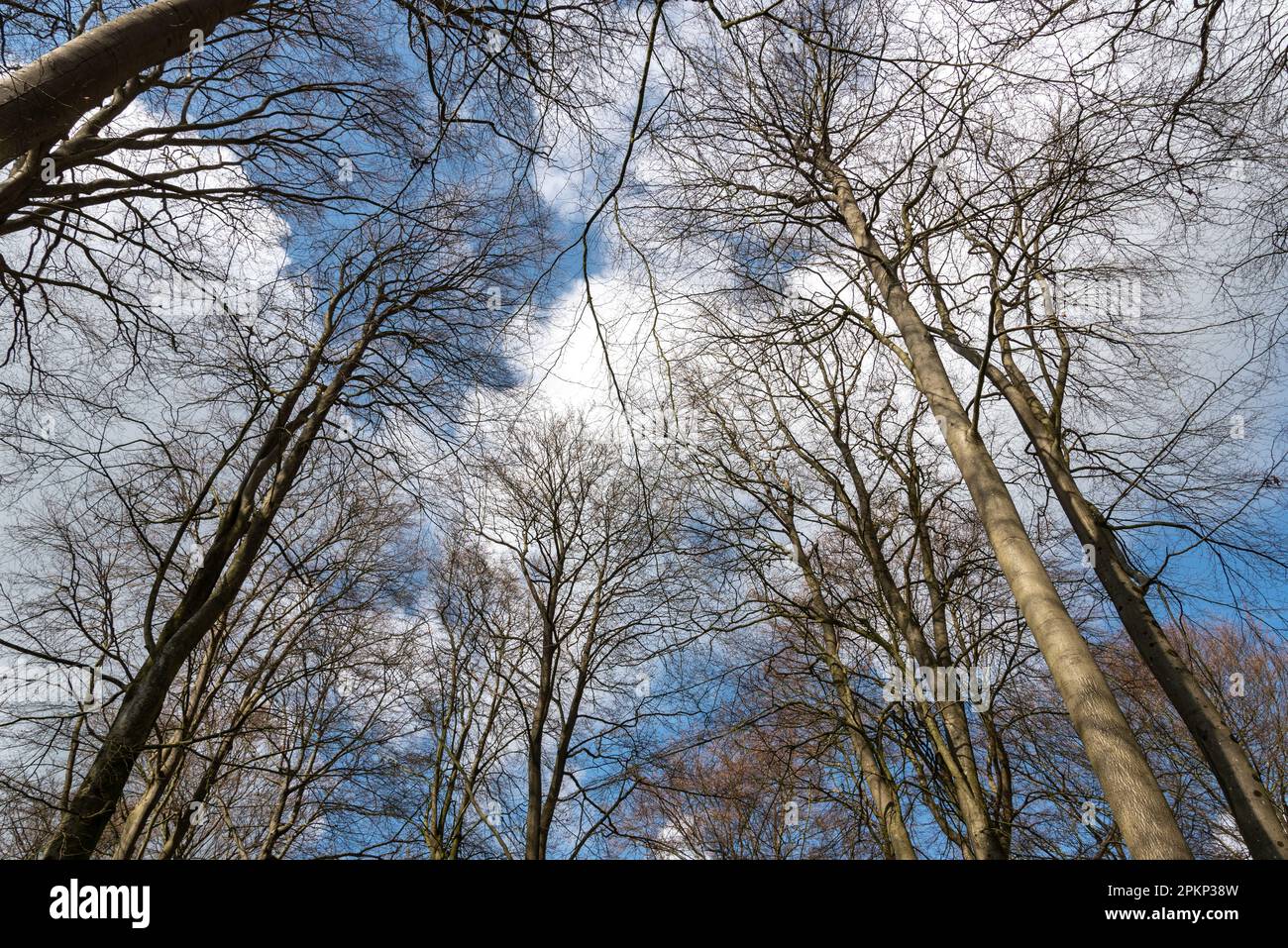 Vue sur une voûte arborée avec ciel bleu et nuages blancs moelleux au printemps. Banque D'Images
