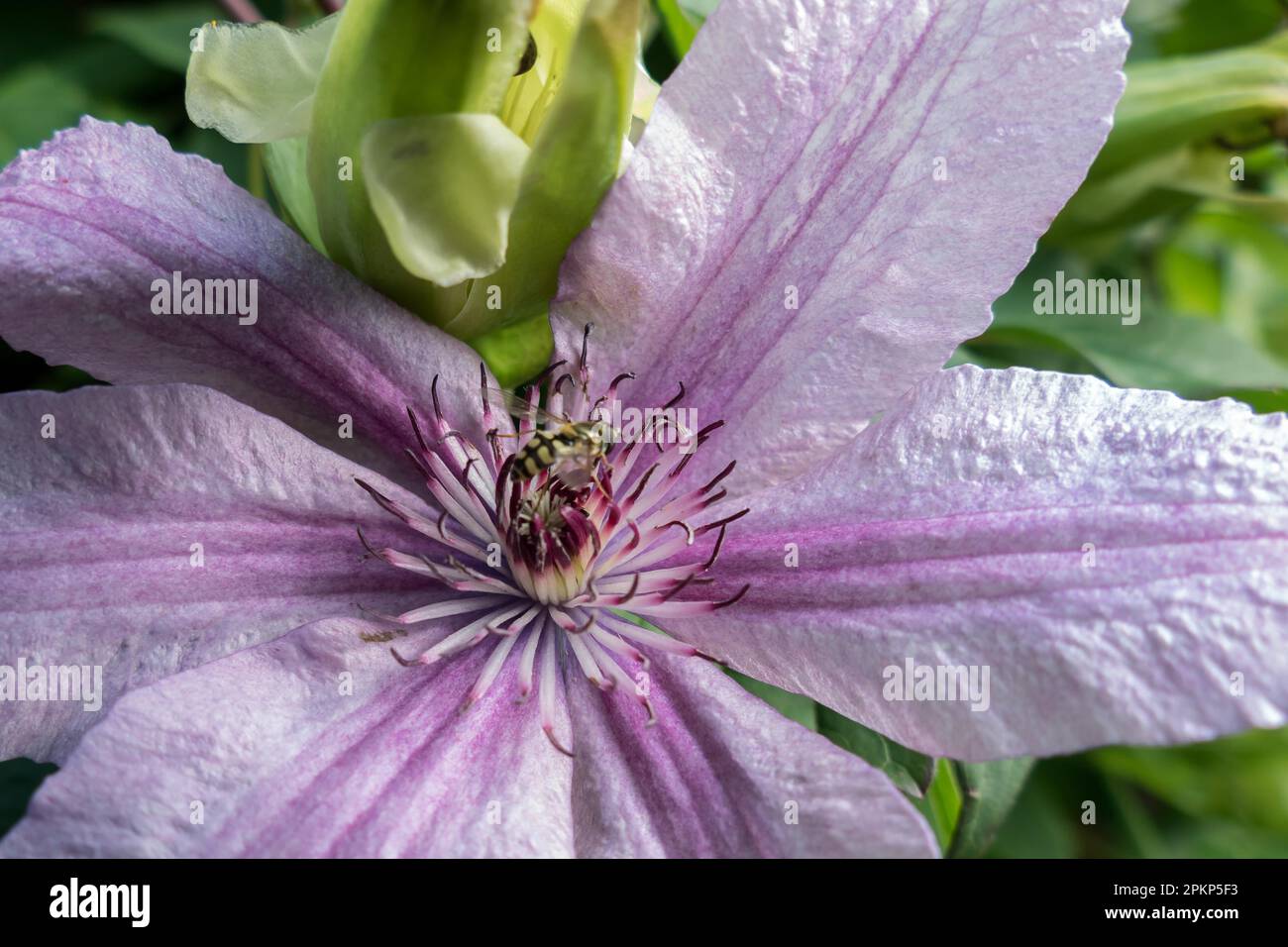 Survoler sur une fleur de Clematis rose Banque D'Images Survoler sur une fleur de Clematis rose Banque D'Images